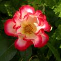 dscn2012.jpg