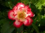 lysiane:plantes_du_jardin:roses:dscn2012.jpg
