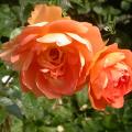 dscn2712.jpg