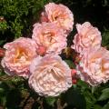 dscn2757.jpg