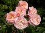 lysiane:plantes_du_jardin:roses:dscn2757.jpg