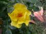 lysiane:plantes_du_jardin:roses:dscn3096.jpg