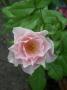 lysiane:plantes_du_jardin:roses:dscn3148first_kiss.jpg