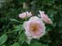 lysiane:plantes_du_jardin:roses:dscn3201first_kiss.jpg