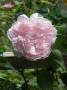 lysiane:plantes_du_jardin:roses:dscn3263.jpg