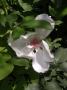 lysiane:plantes_du_jardin:roses:dscn3268.jpg