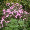 dscn6517.jpg