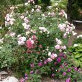 dscn6561.jpg