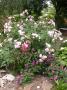 lysiane:plantes_du_jardin:roses:dscn6561.jpg