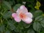 lysiane:plantes_du_jardin:roses:dscn8448_astronomia.jpg