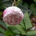 dscn8458_mme_pierre_oger.jpg