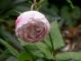lysiane:plantes_du_jardin:roses:dscn8458_mme_pierre_oger.jpg