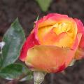 dscn8470_rep_de_geneve.jpg