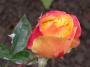 lysiane:plantes_du_jardin:roses:dscn8470_rep_de_geneve.jpg