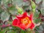 lysiane:plantes_du_jardin:roses:dscn8472.jpg