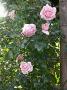 lysiane:plantes_du_jardin:roses:dscn8497.jpg