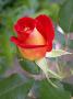 lysiane:plantes_du_jardin:roses:dscn8506_soleil_rouge.jpg