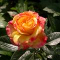 dscn8545.jpg
