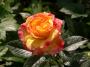 lysiane:plantes_du_jardin:roses:dscn8545.jpg