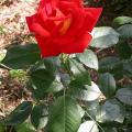 dscn8867.jpg
