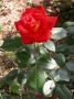 lysiane:plantes_du_jardin:roses:dscn8867.jpg