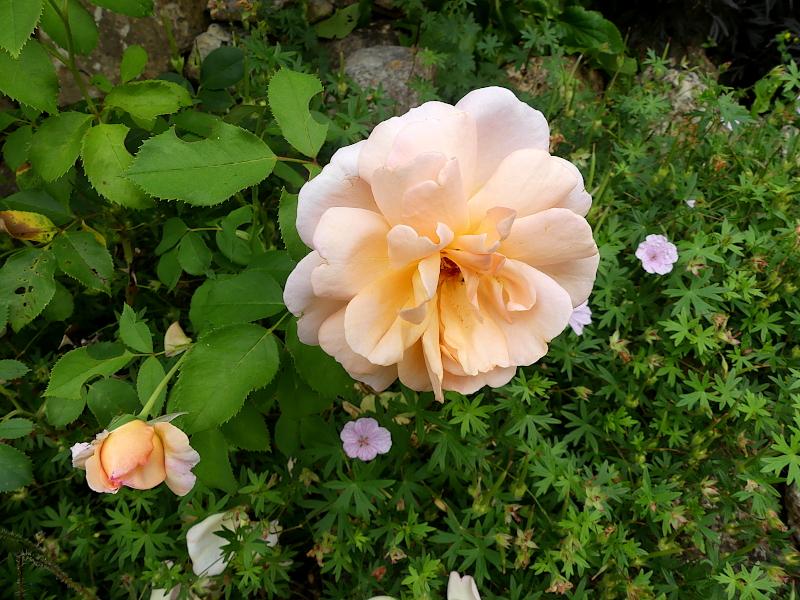 p1000022.jpg