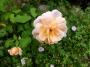 lysiane:plantes_du_jardin:roses:p1000022.jpg