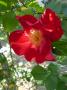 lysiane:plantes_du_jardin:roses:p1000307r.jpg