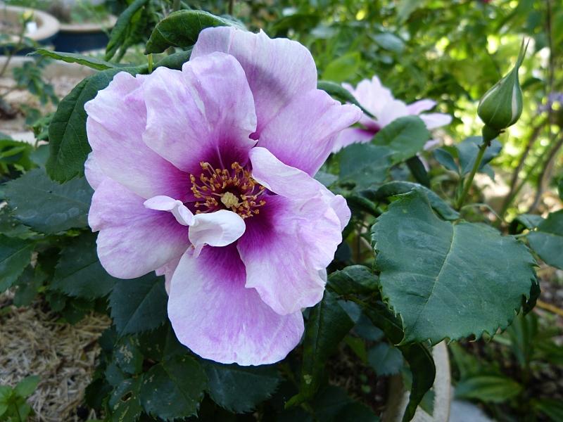 p1000366r.jpg