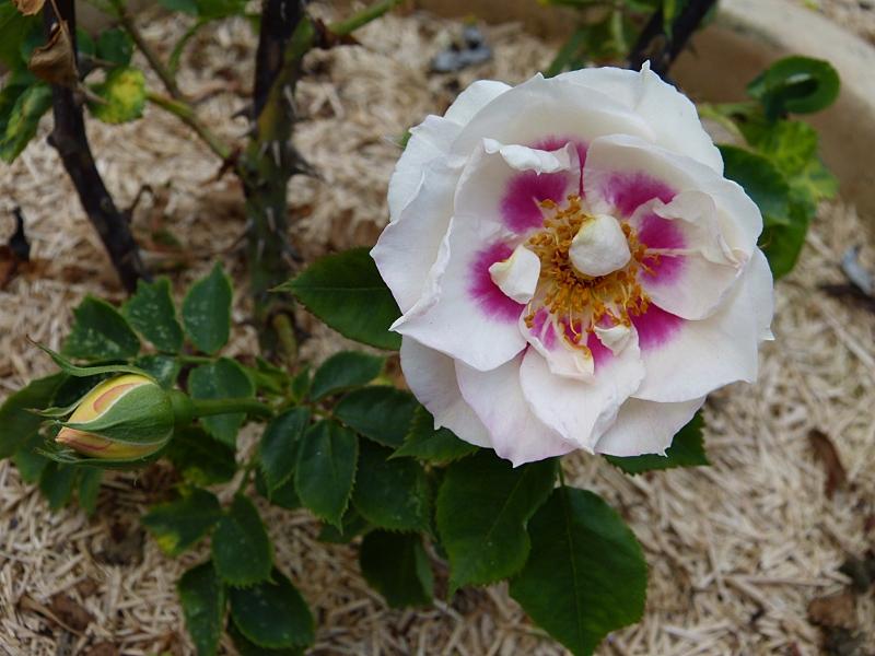 p1000394r.jpg