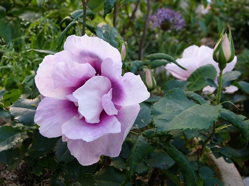 p1000399r.jpg