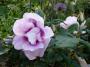 lysiane:plantes_du_jardin:roses:p1000399r.jpg