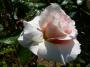 lysiane:plantes_du_jardin:roses:p1000428r.jpg