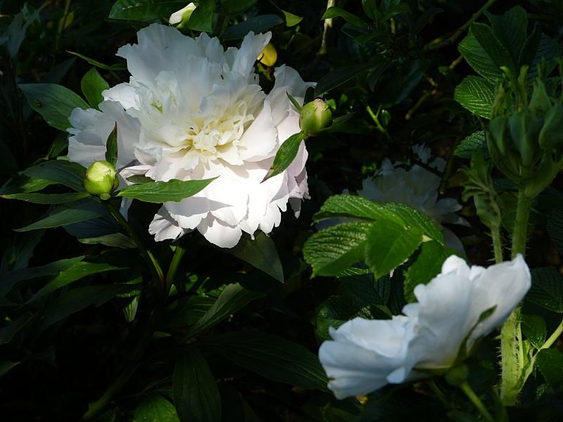 p1000438r.jpg