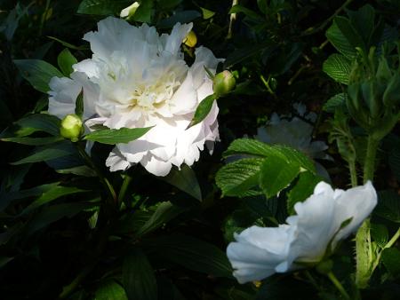 p1000438r.jpg