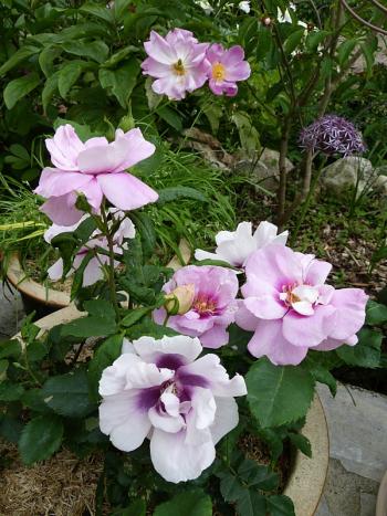 p1000575r.jpg
