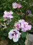 lysiane:plantes_du_jardin:roses:p1000575r.jpg