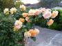 lysiane:plantes_du_jardin:roses:p1000682r.jpg