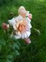 lysiane:plantes_du_jardin:roses:p1000870r.jpg