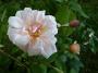 lysiane:plantes_du_jardin:roses:p1000872r.jpg