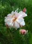lysiane:plantes_du_jardin:roses:p1000873r.jpg