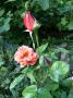 lysiane:plantes_du_jardin:roses:p1000894r.jpg