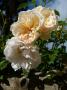 lysiane:plantes_du_jardin:roses:p1010193r.jpg