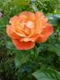 lysiane:plantes_du_jardin:roses:p1010214r.jpg