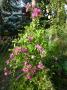 lysiane:plantes_du_jardin:roses:p1010246r.jpg