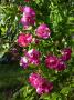 lysiane:plantes_du_jardin:roses:p1010247r.jpg
