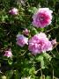 lysiane:plantes_du_jardin:roses:p1010267r.jpg