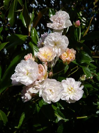 p1010300r.jpg