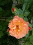 lysiane:plantes_du_jardin:roses:p1010319r.jpg