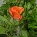 p1010320r.jpg